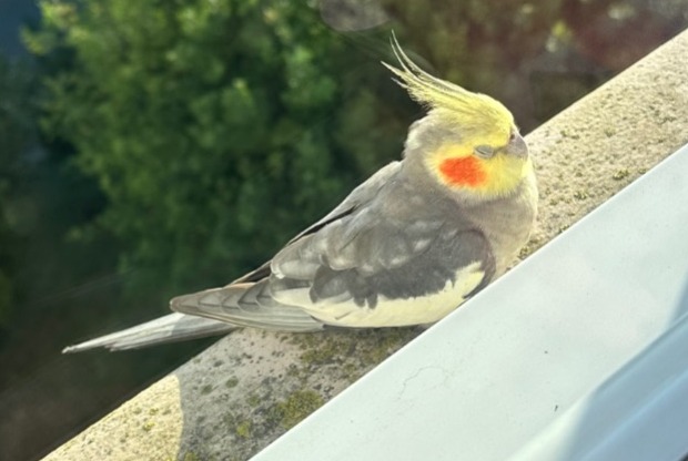 Fundmeldung Vogel Unbekannt Villejuif Frankreich