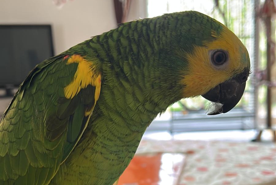 Vermisstmeldung Vogel Männliche , 2025 jahre Molay Frankreich