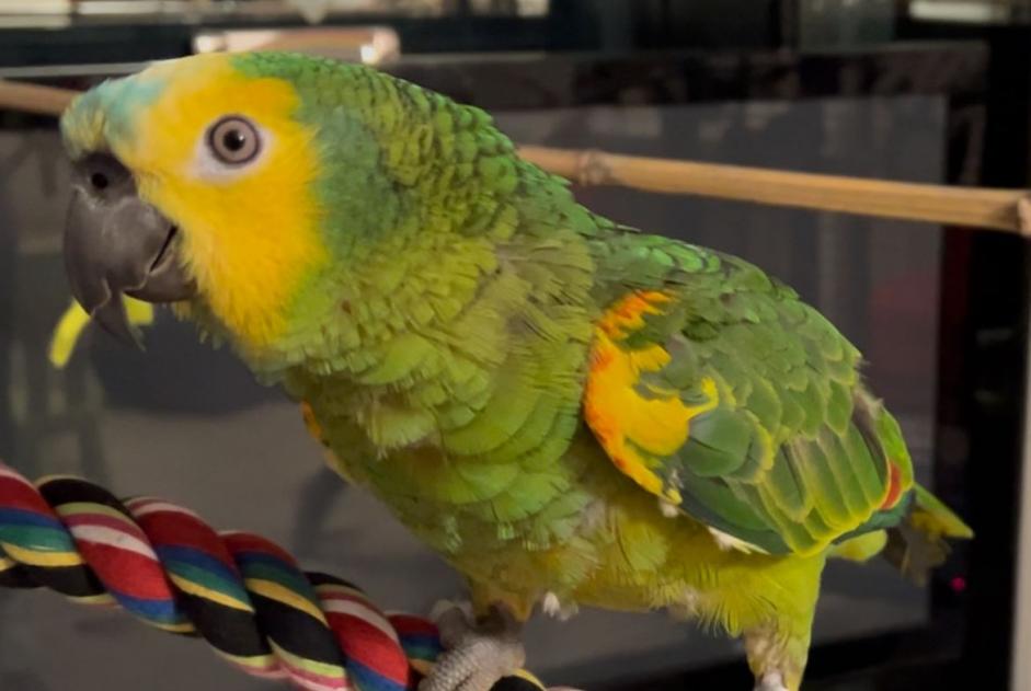 Vermisstmeldung Vogel Männliche , 2025 jahre Molay Frankreich