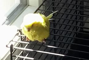 Alerte Découverte Oiseau Inconnu Brioux-sur-Boutonne France