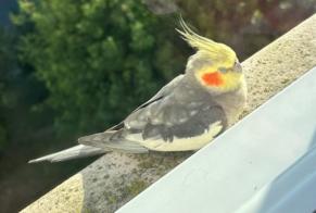 Alerte Découverte Oiseau Inconnu Villejuif France