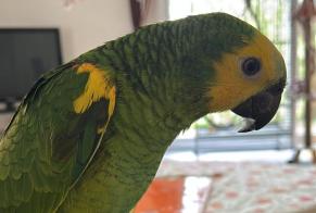 Alerte Disparition Oiseau Mâle , 2025 ans Molay France