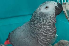 Alerte Découverte Oiseau Inconnu Tourcoing France