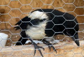 Alerta descoberta Pássaro Desconhecido Dizimieu France